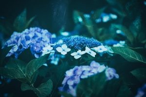 関東 地方 2017 梅雨 降水量 予想