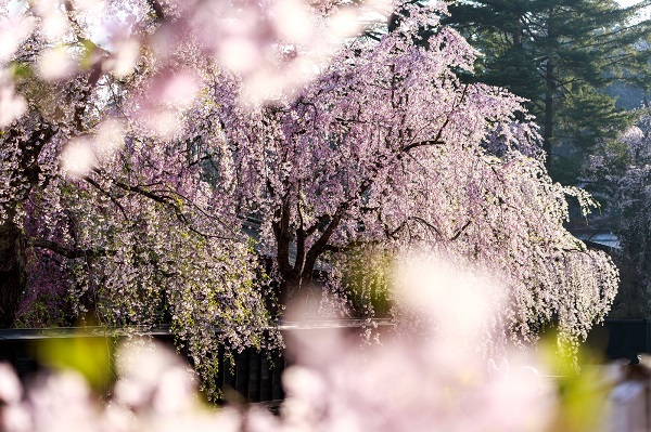 京都 桜 おすすめ 名所